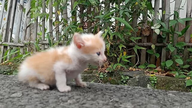 Scared and lonely ginger kitten exploring an unfamiliar outdoor environment. The kitten shows signs of anxiety with twitching ears and a cautious posture while sitting on a stone wall against a bamboo