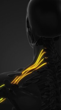 Brachial Plexus Nerve Anatomy Shoulder Structure