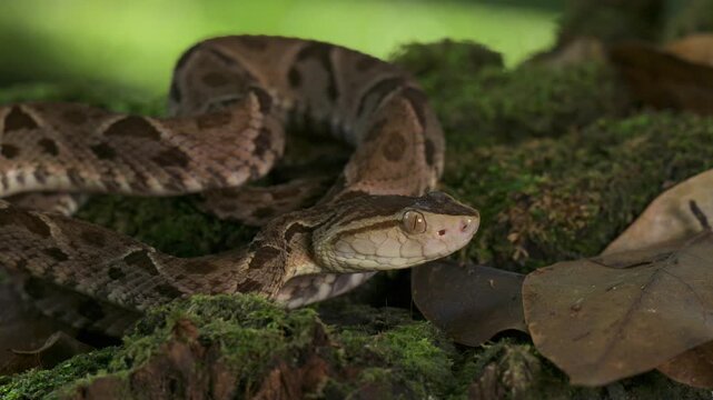 A viper snake in the rainforest of Costa Rica 