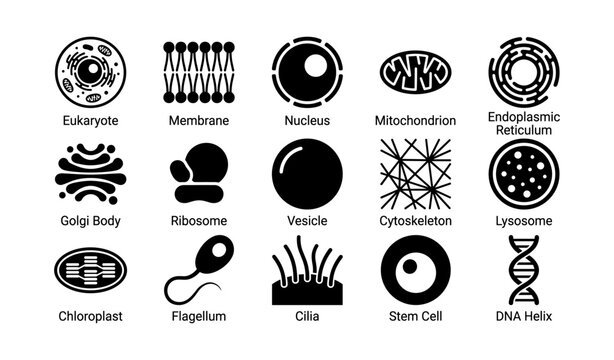 Cell structures and organelles: eukaryote, mitochondrion, golgi body, chloroplast, dna helix