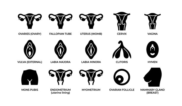 Female reproductive system diagram: anatomy and structures