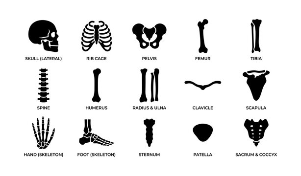 Human skeleton anatomy: skull, rib cage, pelvis, limbs, and more bone structures