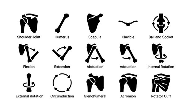 Human shoulder anatomy and movement: joints, bones, and rotations diagram