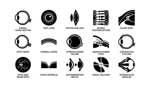 Anatomy of human eye: diagram of structure and functions