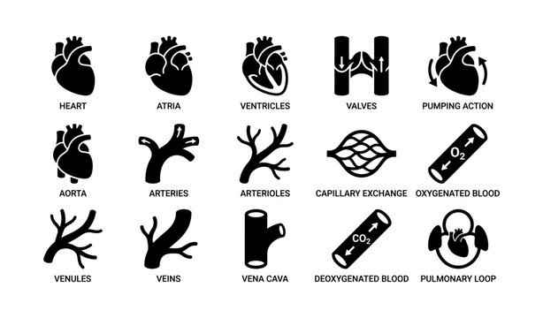 Detailed diagram of human circulatory system components