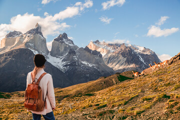 Naklejka premium A solo traveler with a backpack stands on a golden hillside, gazing at the majestic snow-capped peaks of Torres del Paine while a small herd of guanacos grazes nearby.