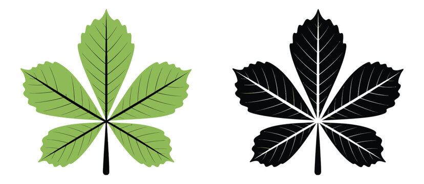 Horse Chestnut Buckeye leaf vector silhouette and color vector illustration