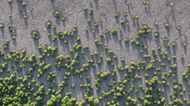 Aerial view highlights mangrove trees near coastal terrain forming natural buffer zone with lush greenery.
