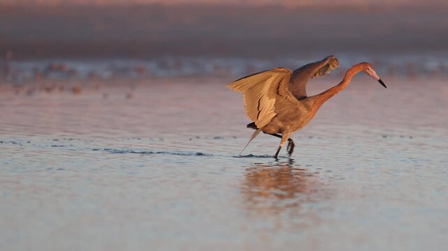 A reddish egret fishing in Florida 
