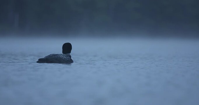 A common loon calling in Maine 