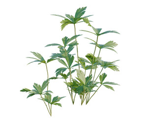 Obraz premium Anemone canadensis tree, elevation, front view, cutout, transparent background, isolate, Detailed Close-Up of Fresh Green Plant Leaves with Intricate Veins and Natural Texture