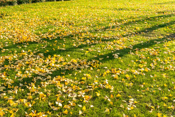 Obraz premium Autumn Leaves on Green Grass in Park
