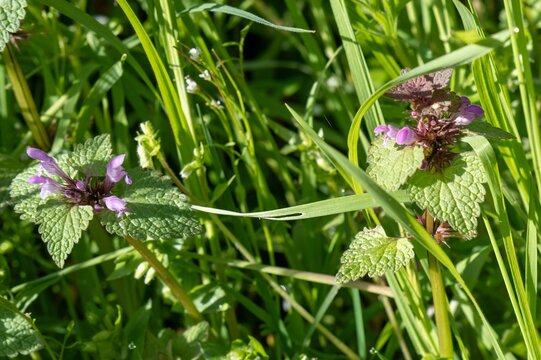 Purple deadnettle plants blooming in vibrant green grass