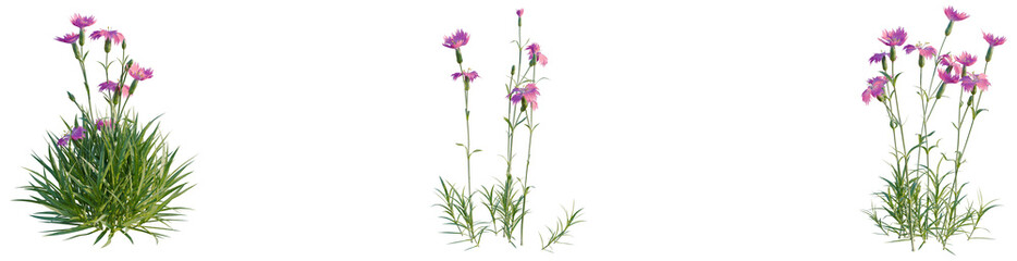 Fototapeta premium Dianthus gratianopolitanus tree, elevation, front view, cutout, transparent background, isolate, Delicate purple wildflowers in a field, perfect for spring floral design and nature backgrounds