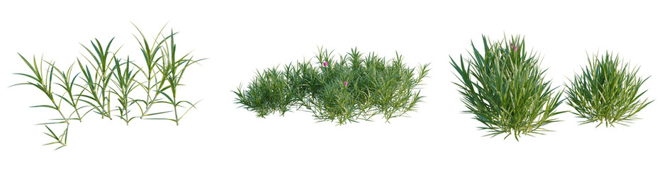 Dianthus gratianopolitanus tree, elevation, front view, cutout, transparent background, isolate, Lush Green Grass Blades Close-Up, Detailed Texture, Natural Background, HD Photography © DH Tree Stock