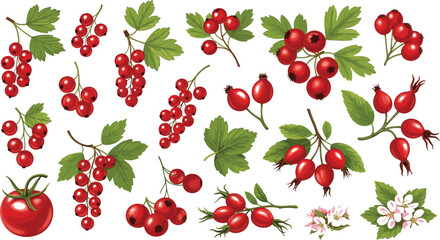 Red berries and fruits vector collection featuring currants, rose hips, cherries and botanical leaves in detailed hand drawn natural illustration style © MstGulzan