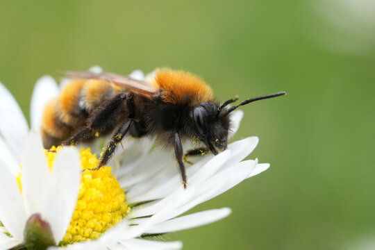 Closeup on a colorful Tawny mining bee, Andrena fulva on a white daisy flower in the garden