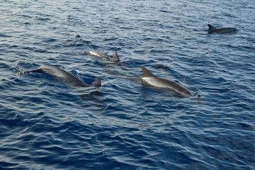Obraz premium dolphins in the blue water