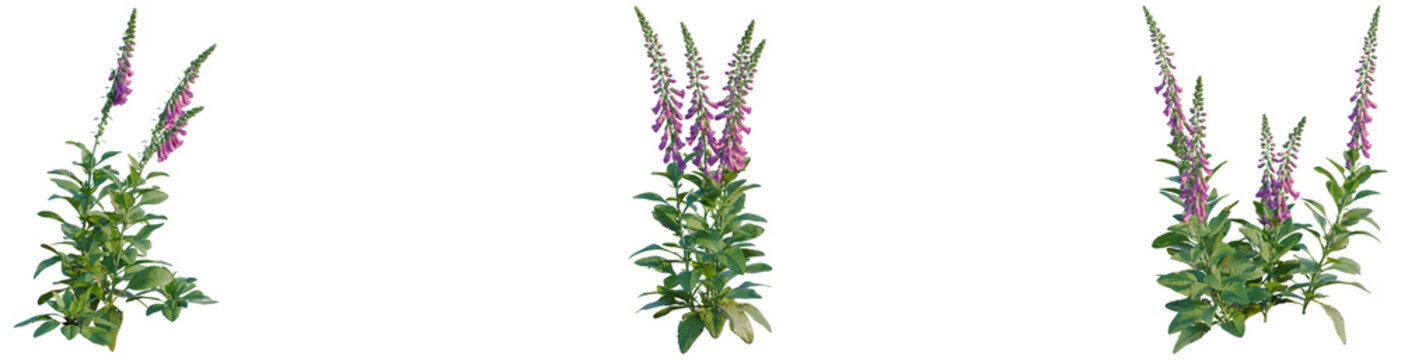 Digitalis purpurea tree, elevation, front view, cutout, transparent background, isolate, Elegant Purple Verbena Flowers with Green Leaves, Detailed Floral Illustration for Botanical Design