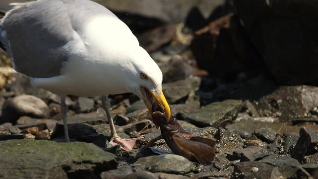 A gull or seagull eating a sea creature 