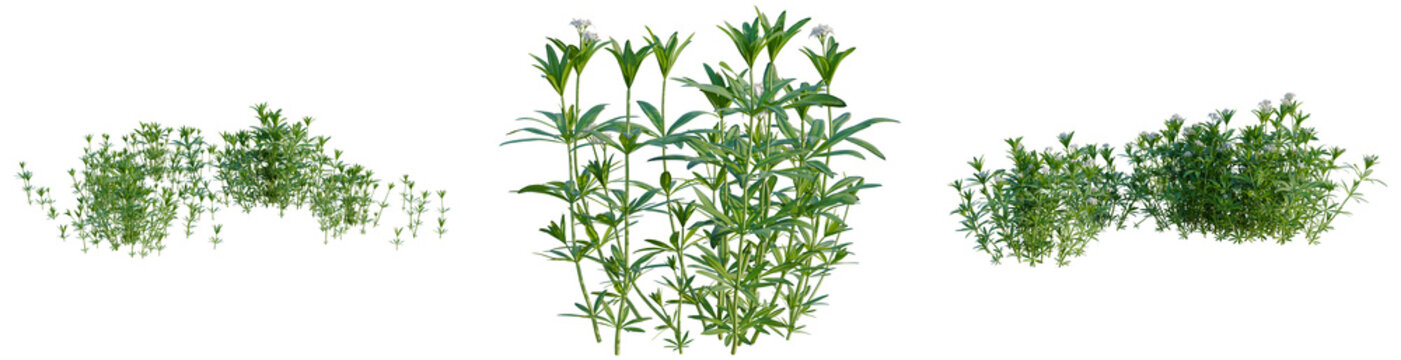 Galium odoratum tree, elevation, front view, cutout, transparent background, isolate, Detailed Green Herbs and Spices on a Neutral Background for Culinary and Natural Concepts