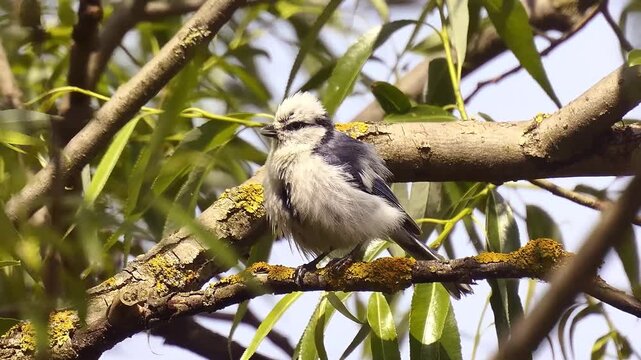 Azure Tit (Cyanistes cyanus) perched on a willow branch, cleaning its beak and looking around, symbol of wetland conservation in Polesie region, Belarus