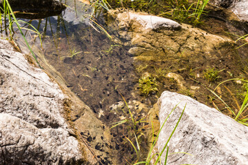 Fototapeta premium Many dark tadpoles swimming in shallow water over a sunlit rock in a pond of Frillensee lake with Zugspitze mountain reflections in the forest near Eibsee Lake 