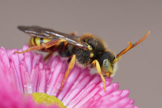 Natural closeup on a yellow male Lathbury's Nomad bee , Nomada lathburiana on a pink colored daisy flower in the garden