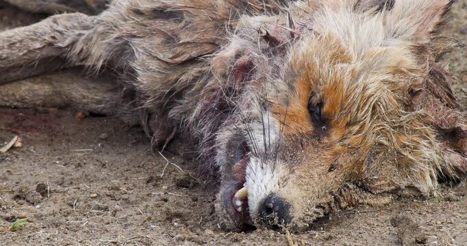 Close-up footage of a fox found dead and beginning to decompose on the beach.