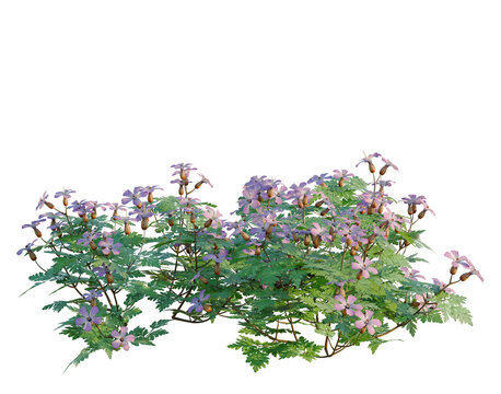 Geranium robertianum tree, elevation, front view, cutout, transparent background, isolate, Delicate purple geranium flowers with lush green foliage, beautiful springtime floral nature.