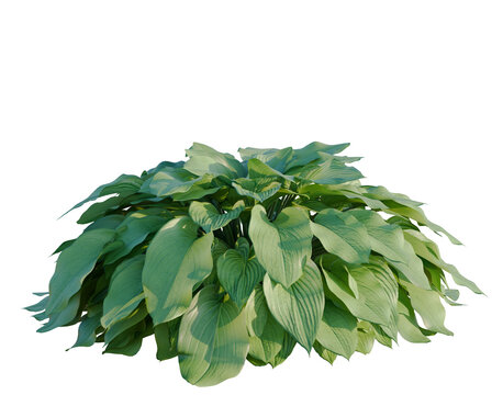 Hosta tree, elevation, front view, cutout, transparent background, isolate, Close-up of vibrant green hosta leaves, showcasing intricate textures and natural beauty.