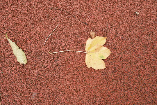 Gelbe Herbstbl&auml;tter auf rotem Boden mit minimalistischer Komposition