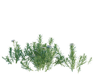 Iberis sempervirens tree, elevation, front view, cutout, transparent background, isolate, Close-up of fresh thyme sprigs, culinary herb, aromatic plant, natural ingredients, food photography © DH Tree Stock