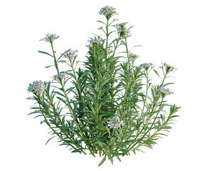 Iberis sempervirens tree, elevation, front view, cutout, transparent background, isolate, Fresh Green Rosemary Branch on White Background, Herb for Cooking and Aromatherapy © DH Tree Stock