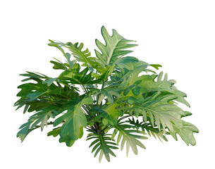 Philodendron xanadu tree, elevation, front view, cutout, transparent background, isolate, Detailed close-up of vibrant green Monstera Deliciosa leaves, showcasing intricate leaf textures. © DH Tree Stock