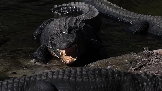 An alligator in the Everglades, Florida