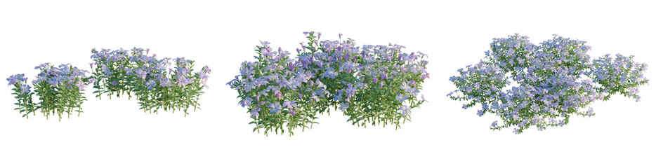 Naklejka premium Vinca minor tree, elevation, front view, cutout, transparent background, isolate, Lush Green Leaves and Branches on a Transparent Background, Nature Elements for Design