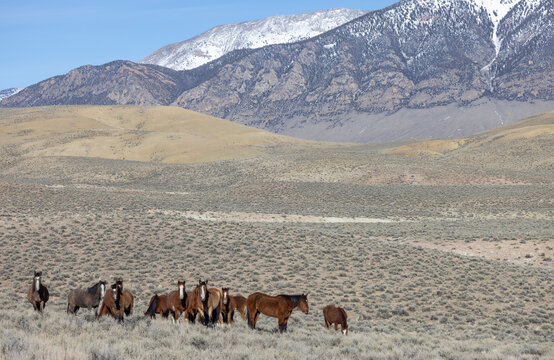 Herd of Wild Horses Near Challis Idaho in Springtime