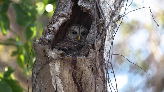 A barred owl in Florida 