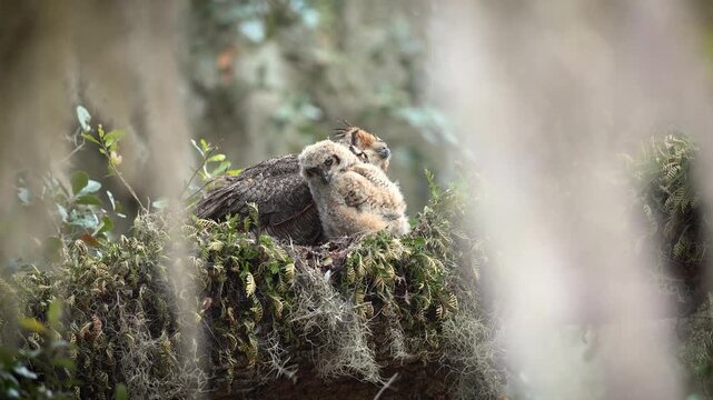 Great horned owls nesting in Florida 