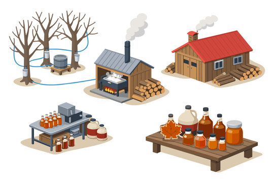 Maple syrup production process from tree tapping to bottling and packaging
