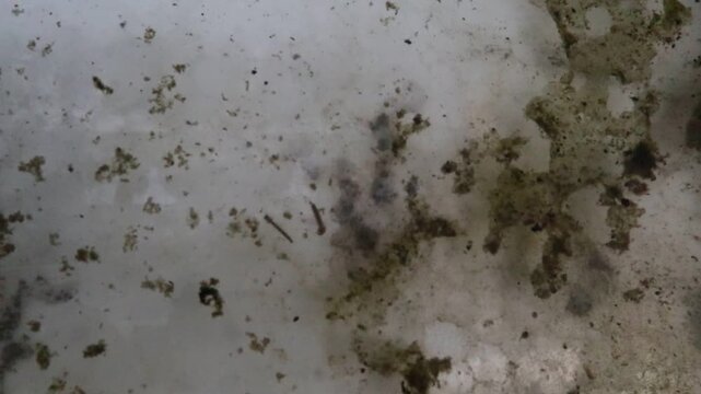 mosquito larvae that live in shallow water collected in a used aquarium during a rainy season