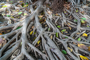 Naklejka premium Exposed Tree Roots Texture on Forest Ground Natural Pattern Background