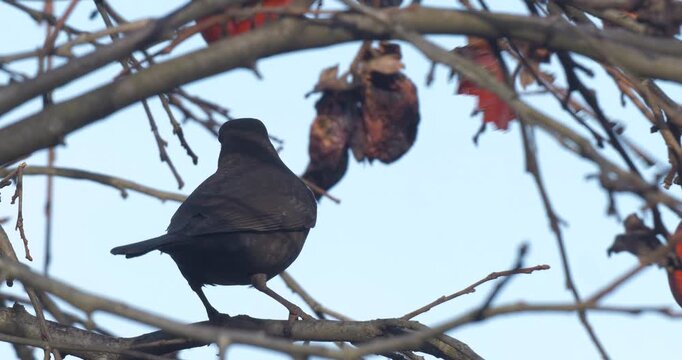 Footage of common blackbird eating on dates.