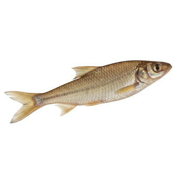 Common roach freshwater fish side profile isolated on a transparent background
