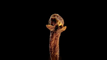 Fototapeta premium Botanical Structure of Syzygium aromaticum Flower Bud, Macro