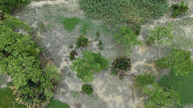 Sungai Perai mangrove mudflat river canopy view