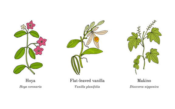 Collection of edible and medicinal plants. Hand drawn botanical vector illustration