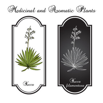 Adams needle and thread (Yucca filamentosa), ornamental and edible plant. Hand drawn botanical vector illustration