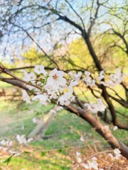 Obraz premium Soft cherry blossom close up in spring, floral nature background